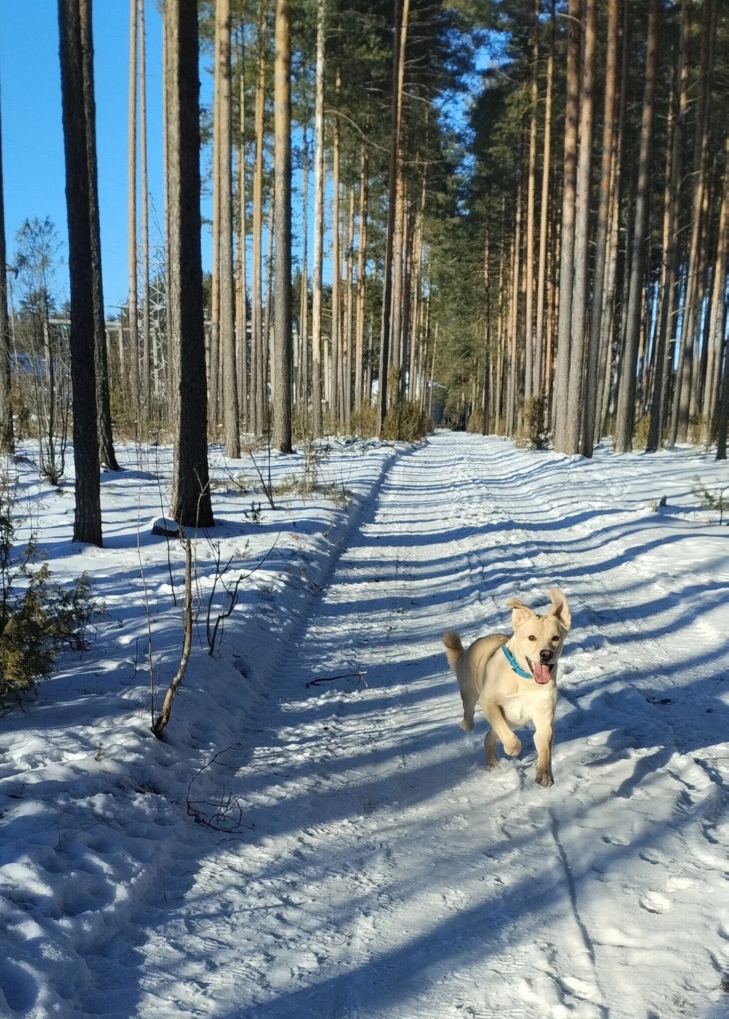 од436
