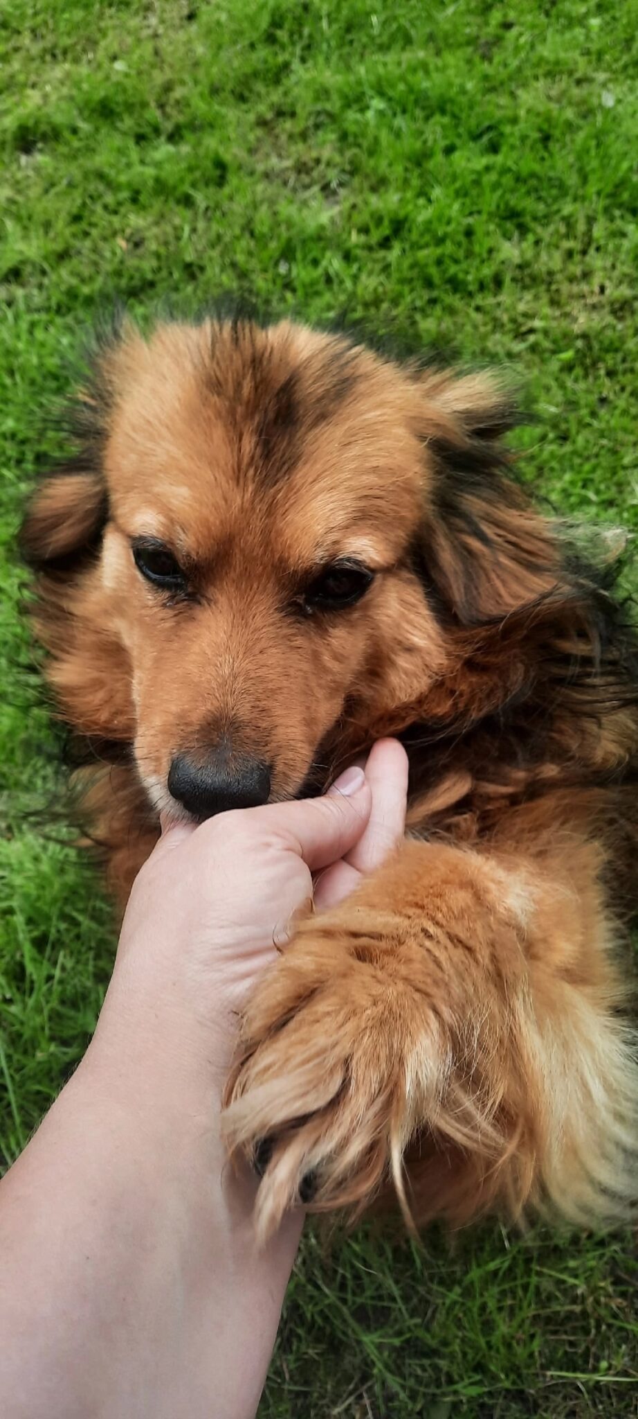 од448
