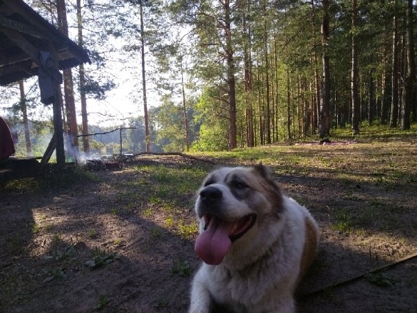 од458