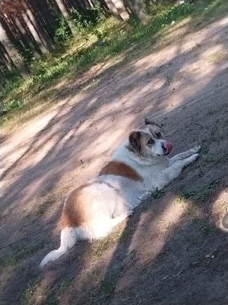 од459