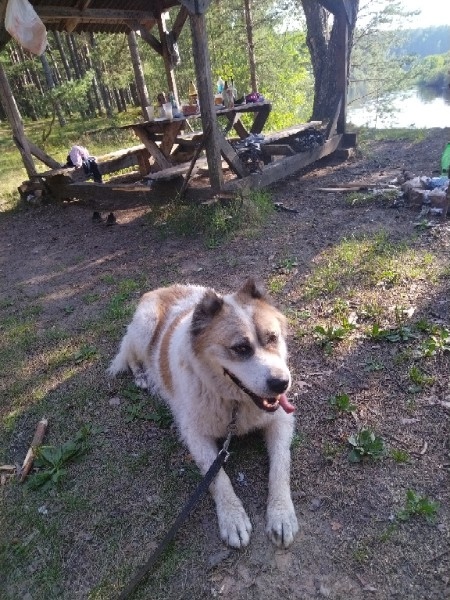 од460