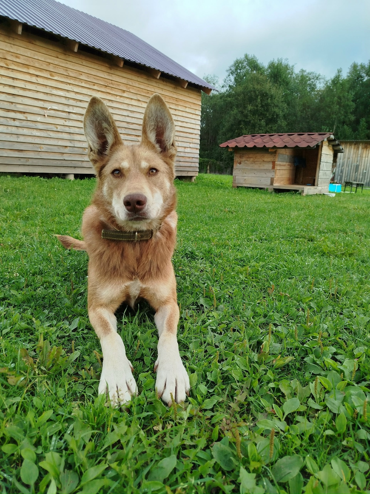 од486