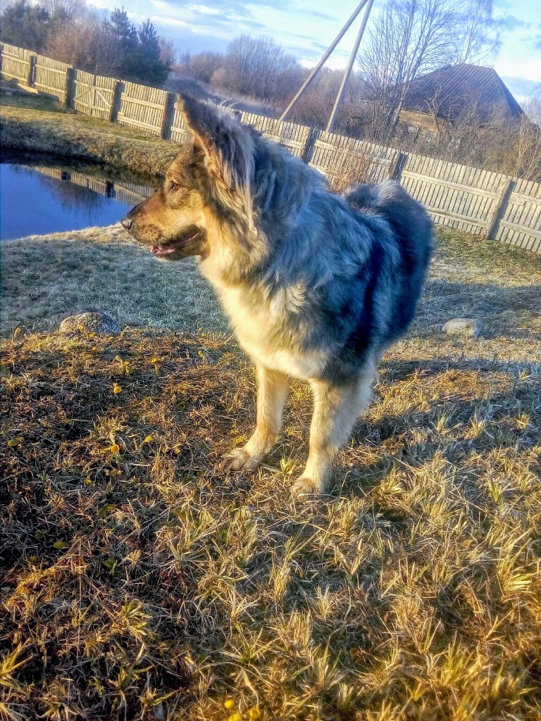 од494