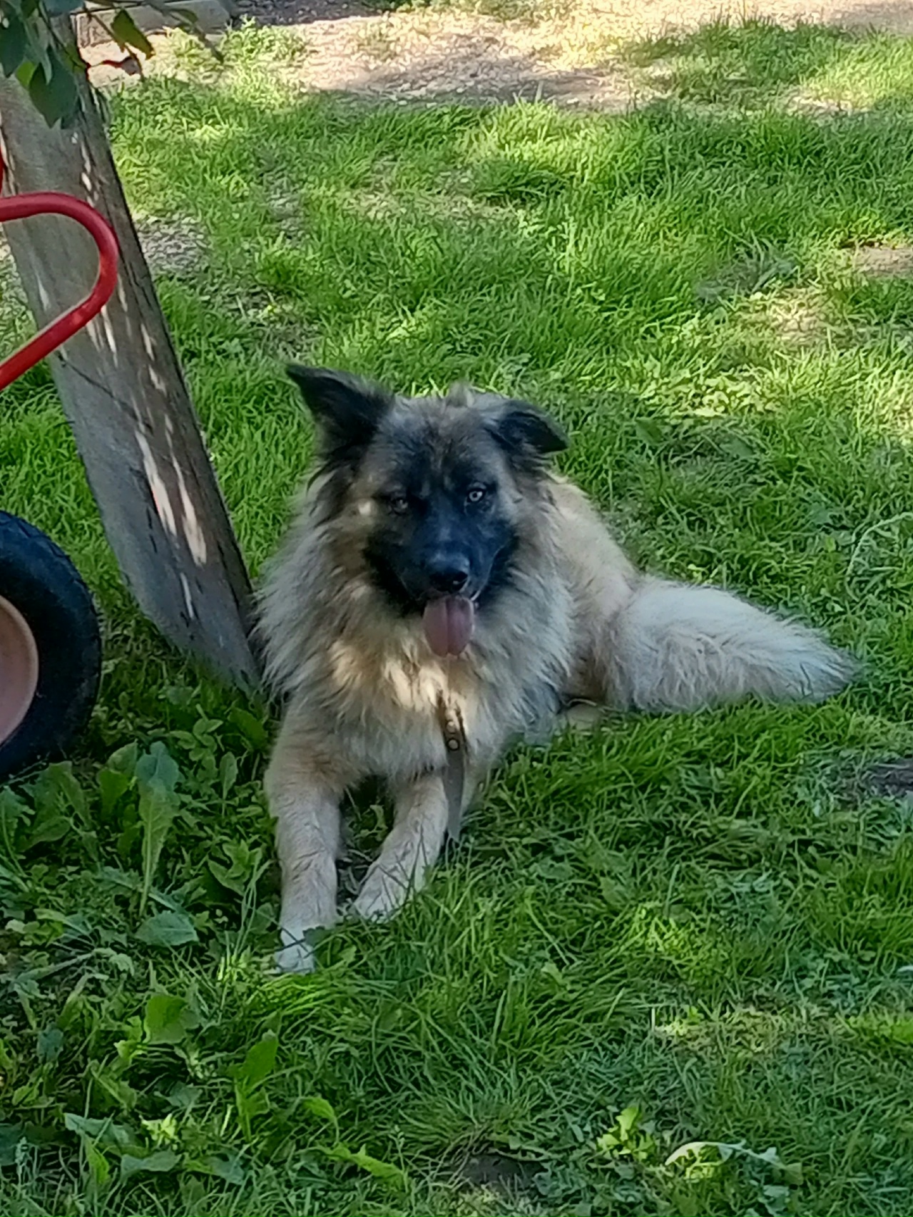 од497